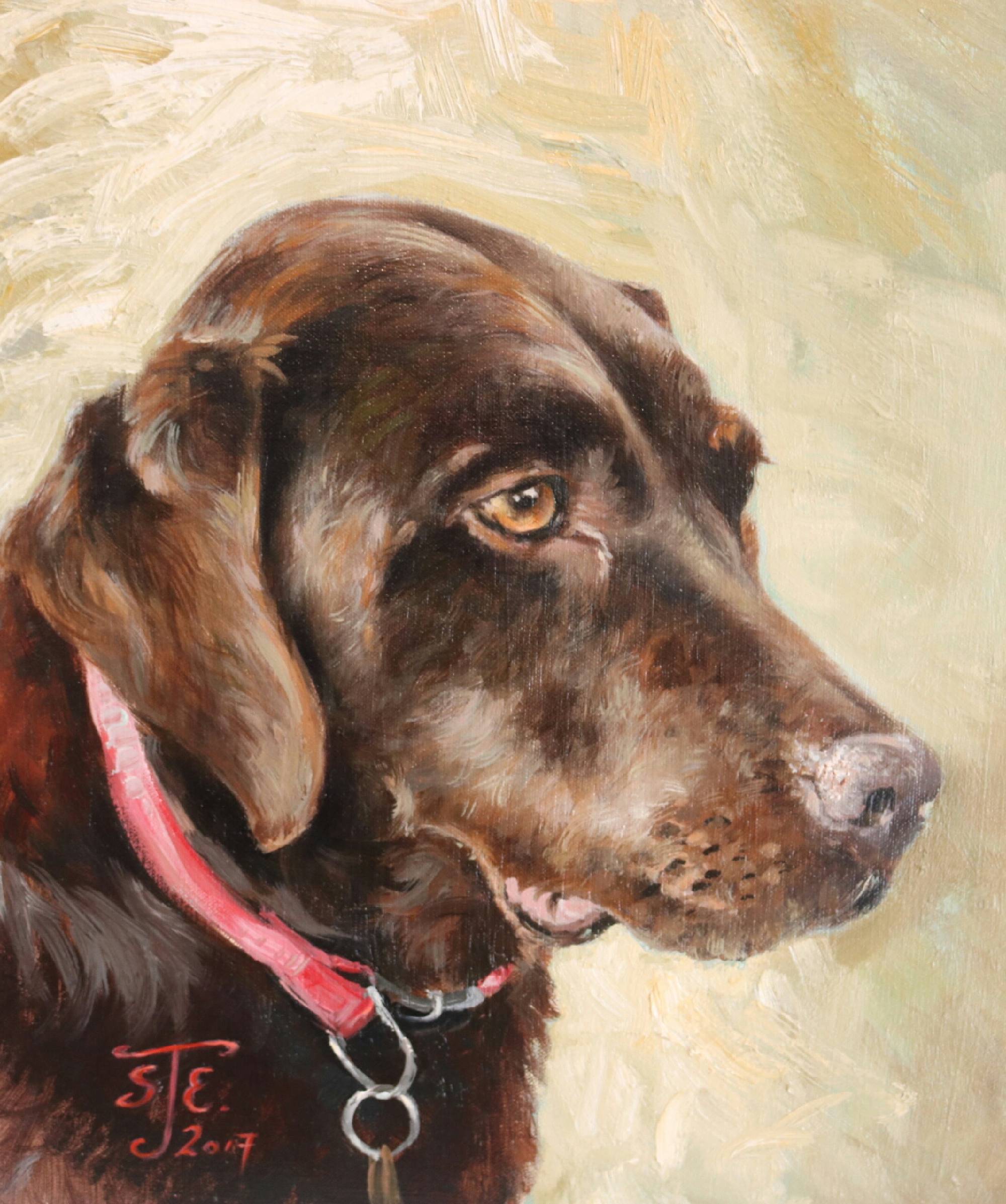 Holly the chocolate labrador by Stephen Edwards