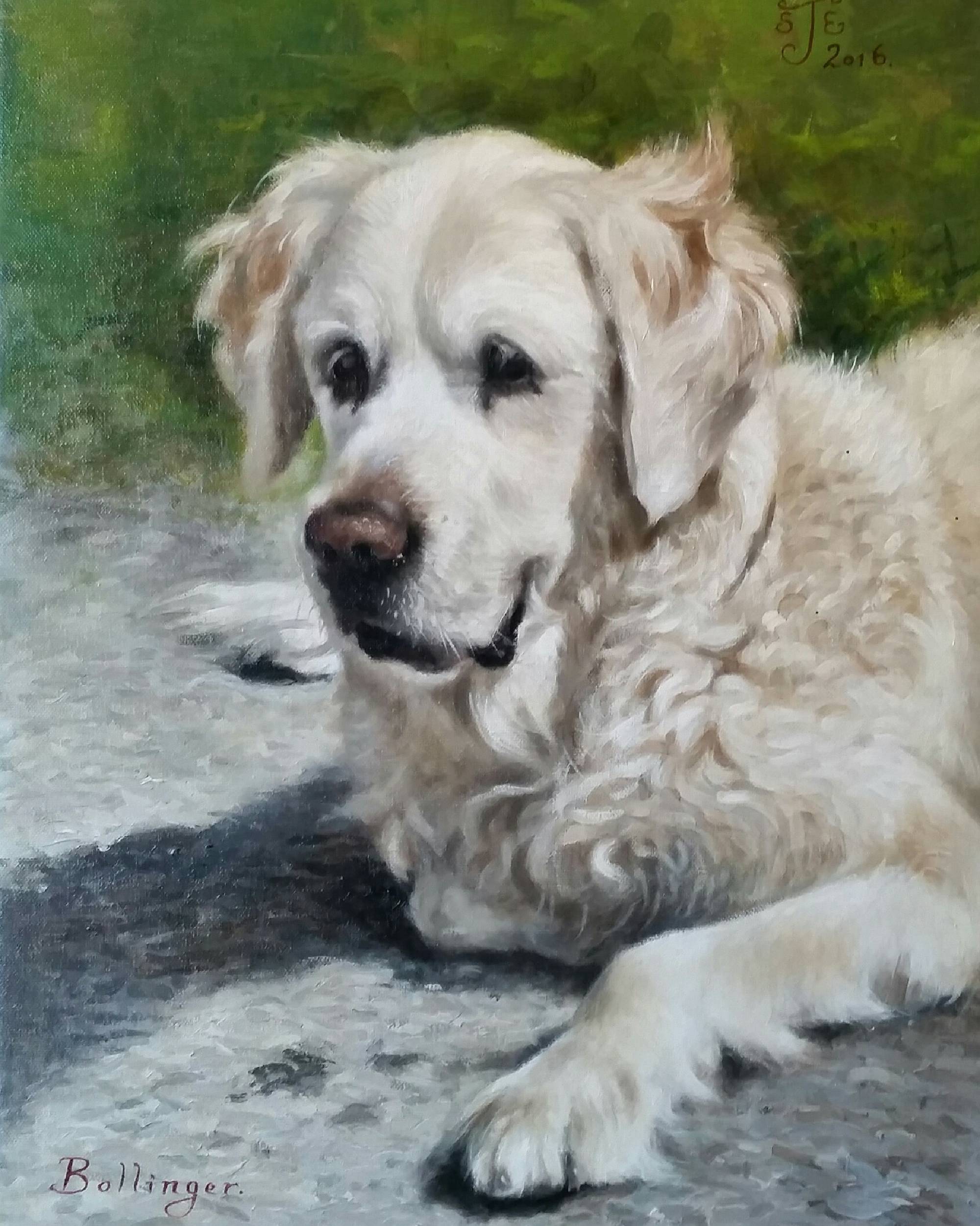 labrador portrait by Stephen Edwards